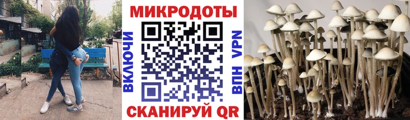 Псилоцибиновые грибы Psilocybine cubensis  наркотики  Истра 